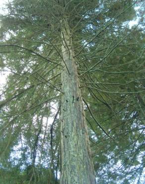 Fotografia 16 da espécie Sequoia sempervirens no Jardim Botânico UTAD
