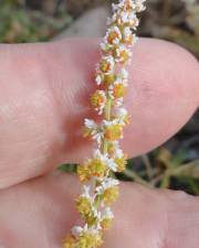 Fotografia da espécie Sesamoides spathulifolia