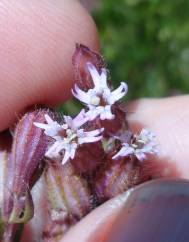 Silene disticha
