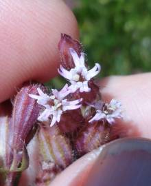 Fotografia da espécie Silene disticha