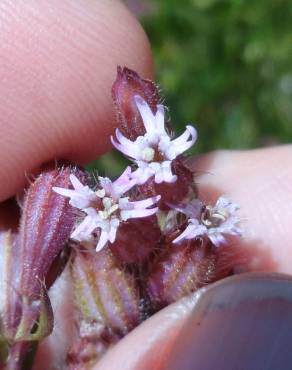 Fotografia 1 da espécie Silene disticha no Jardim Botânico UTAD