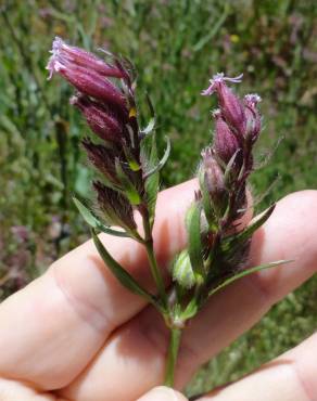 Fotografia 3 da espécie Silene disticha no Jardim Botânico UTAD