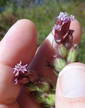 Fotografia 4 da espécie Silene disticha no Jardim Botânico UTAD