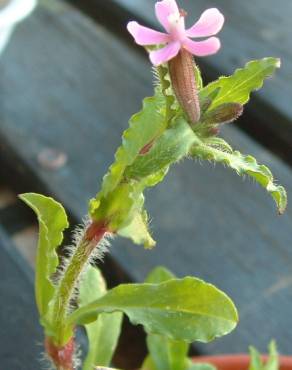 Fotografia 3 da espécie Silene fuscata no Jardim Botânico UTAD