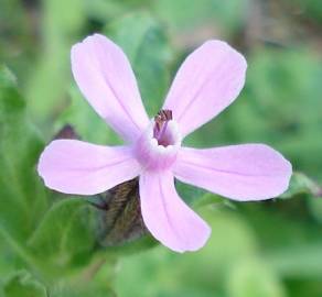 Fotografia da espécie Silene fuscata