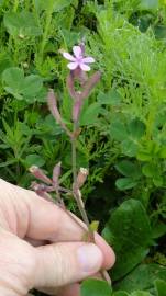 Fotografia da espécie Silene fuscata