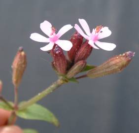 Fotografia da espécie Silene fuscata