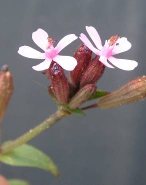 Fotografia 1 da espécie Silene fuscata no Jardim Botânico UTAD