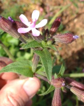 Fotografia 6 da espécie Silene fuscata no Jardim Botânico UTAD