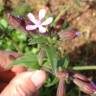 Fotografia 6 da espécie Silene fuscata do Jardim Botânico UTAD