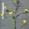 Fotografia 16 da espécie Sisymbrella aspera subesp. aspera do Jardim Botânico UTAD