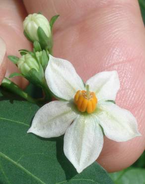 Fotografia 17 da espécie Solanum pseudocapsicum no Jardim Botânico UTAD
