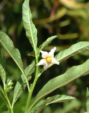 Fotografia 19 da espécie Solanum pseudocapsicum no Jardim Botânico UTAD