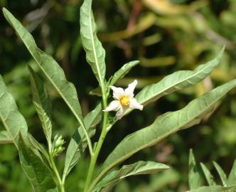 Fotografia da espécie Solanum pseudocapsicum