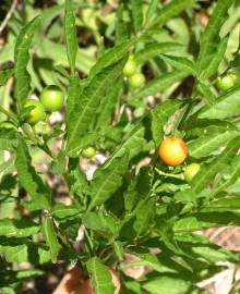 Fotografia da espécie Solanum pseudocapsicum