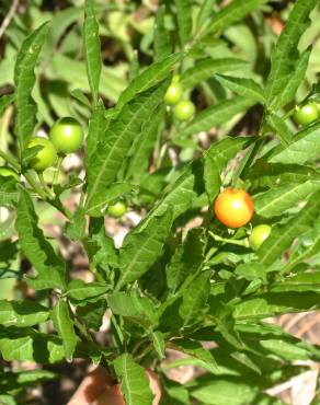 Fotografia 20 da espécie Solanum pseudocapsicum no Jardim Botânico UTAD