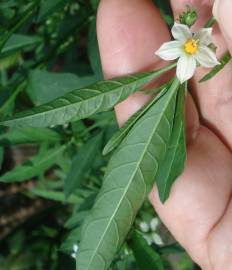 Fotografia da espécie Solanum pseudocapsicum