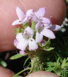 Fotografia da espécie Thymus caespititius