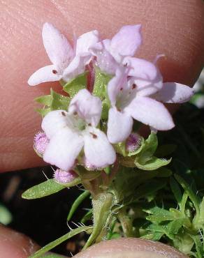 Fotografia 8 da espécie Thymus caespititius no Jardim Botânico UTAD