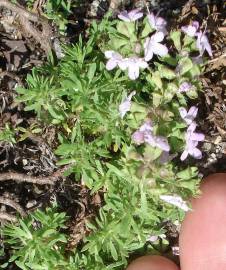 Fotografia da espécie Thymus caespititius