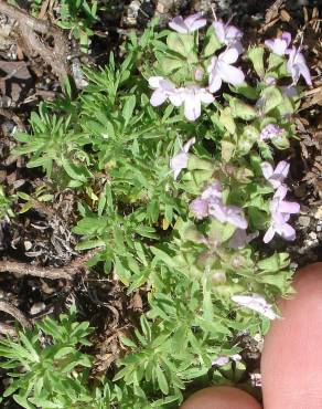 Fotografia 9 da espécie Thymus caespititius no Jardim Botânico UTAD