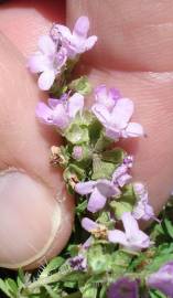 Fotografia da espécie Thymus caespititius