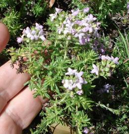 Fotografia da espécie Thymus caespititius