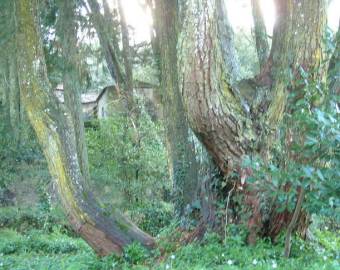 Fotografia da espécie Thuja plicata