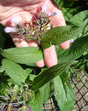 Fotografia 11 da espécie Symphytum officinale subesp. officinale no Jardim Botânico UTAD