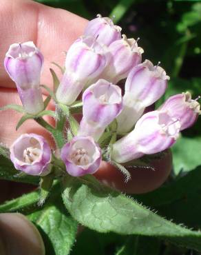 Fotografia 12 da espécie Symphytum officinale subesp. officinale no Jardim Botânico UTAD