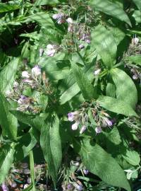 Fotografia da espécie Symphytum officinale subesp. officinale