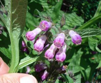 Fotografia da espécie Symphytum officinale subesp. officinale