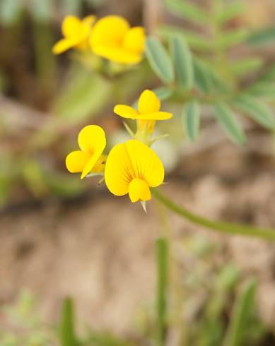 Fotografia de capa Scorpiurus muricatus - do Jardim Botânico