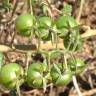 Fotografia 18 da espécie Solanum lycopersicum do Jardim Botânico UTAD