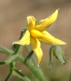 Fotografia da espécie Solanum lycopersicum