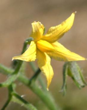 Fotografia 19 da espécie Solanum lycopersicum no Jardim Botânico UTAD