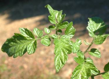 Fotografia da espécie Solanum lycopersicum