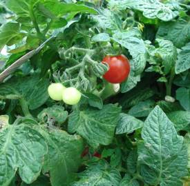 Fotografia da espécie Solanum lycopersicum