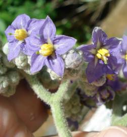 Fotografia da espécie Solanum mauritianum