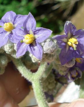 Fotografia 17 da espécie Solanum mauritianum no Jardim Botânico UTAD