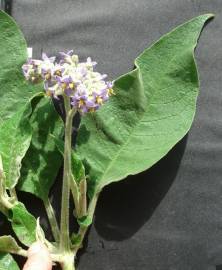 Fotografia da espécie Solanum mauritianum