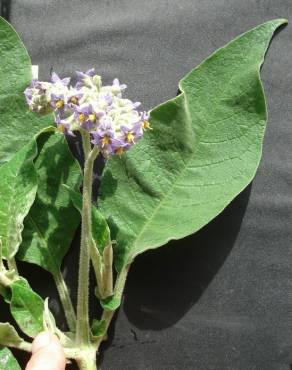 Fotografia 19 da espécie Solanum mauritianum no Jardim Botânico UTAD