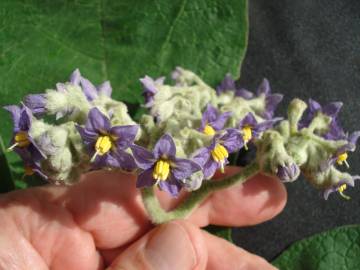 Fotografia da espécie Solanum mauritianum