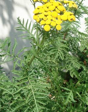 Fotografia 16 da espécie Tanacetum vulgare no Jardim Botânico UTAD