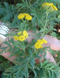 Fotografia da espécie Tanacetum vulgare