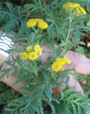 Fotografia 17 da espécie Tanacetum vulgare no Jardim Botânico UTAD