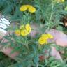 Fotografia 17 da espécie Tanacetum vulgare do Jardim Botânico UTAD