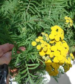 Fotografia da espécie Tanacetum vulgare