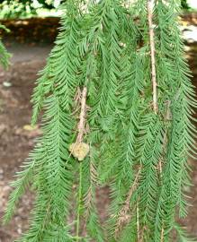 Fotografia da espécie Taxodium distichum