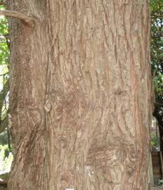 Fotografia da espécie Taxodium distichum